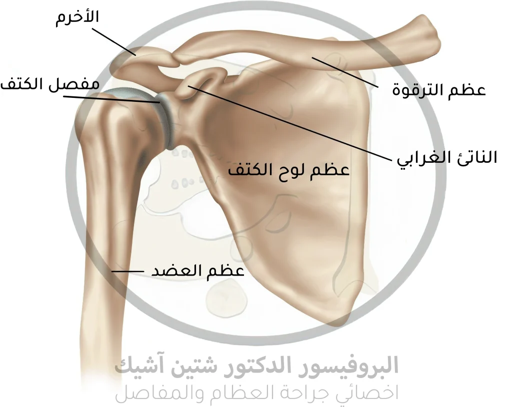 Anatomical picture showing the bones of the shoulder joint and how the head of the humerus articulates with the glenoid cavity of the scapula