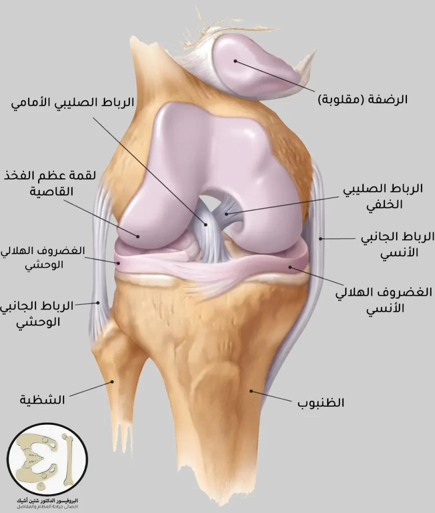 Anatomical image showing the basic ligaments of the knee joint, showing the anterior and posterior cruciate ligaments, the medial and lateral collateral ligaments, as well as the femur, tibia, fibula and patella that participate in the formation of the knee joint