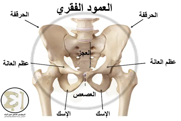 صورة تشريحية توضح العظام التي تشكل الحوض