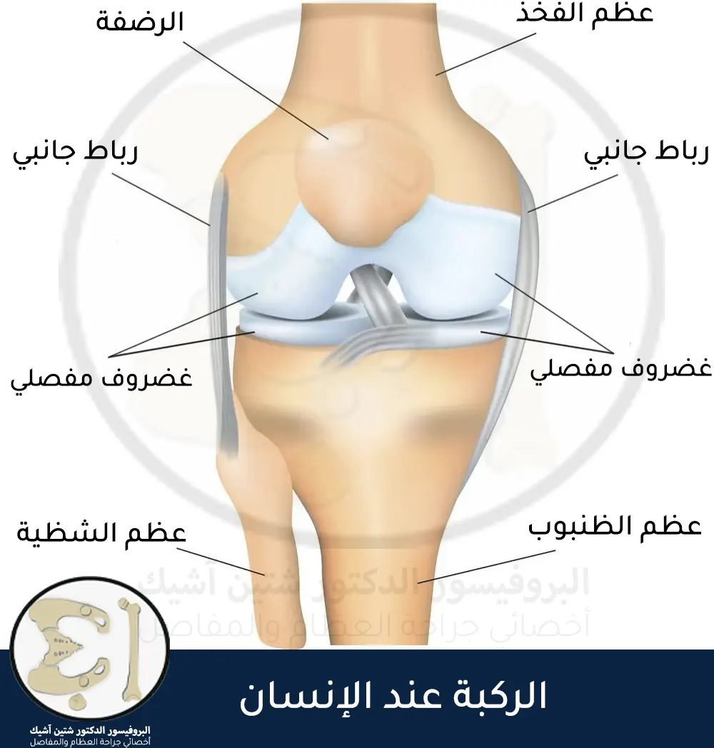 بنية الركبة الطبيعية الخالية من الأمراض.