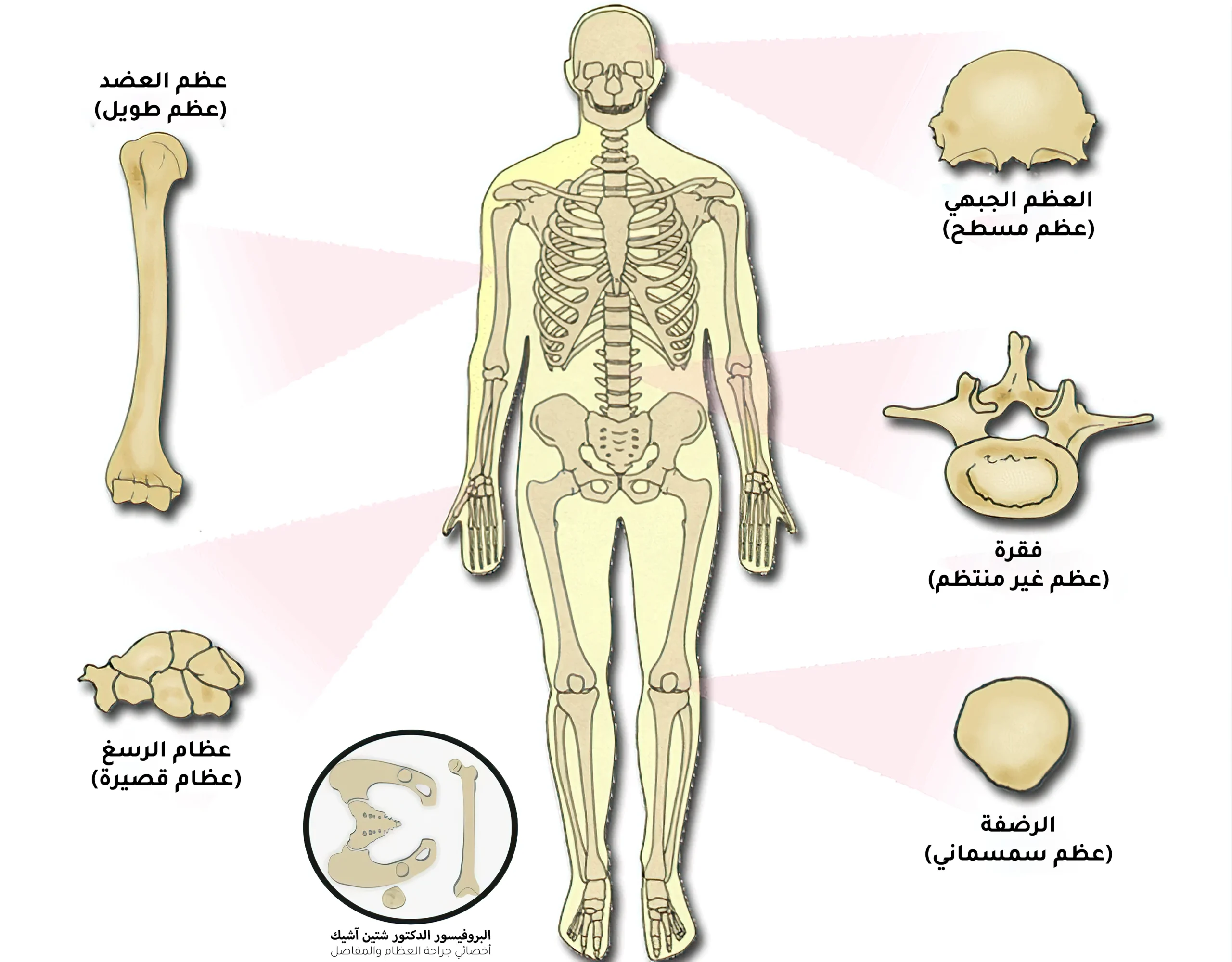 تقسم أنواع العظام حسب شكلها إلى عظام مسطحة كالعظم الجبهي وعظام طويلة كعظم العضد وعظام قصيرة كعظام الرسغ وعظام سمسمانية كعظم الرضفة وعظام غير منتظمة كعظام العمود الفقري