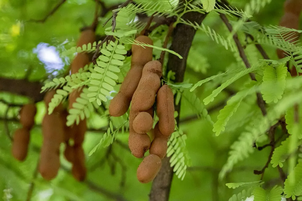 Picture of tamarind on the tree