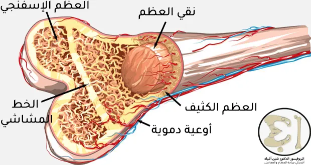 يتألف العظم من الخارج إلى الداخل من السمحاق - العظم الكثيف - العظم الإسفنجي الذي قد يمتلئ بنقي العظم