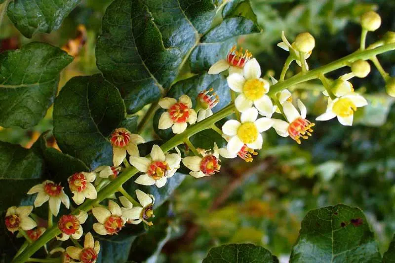 Image showing frankincense flowers