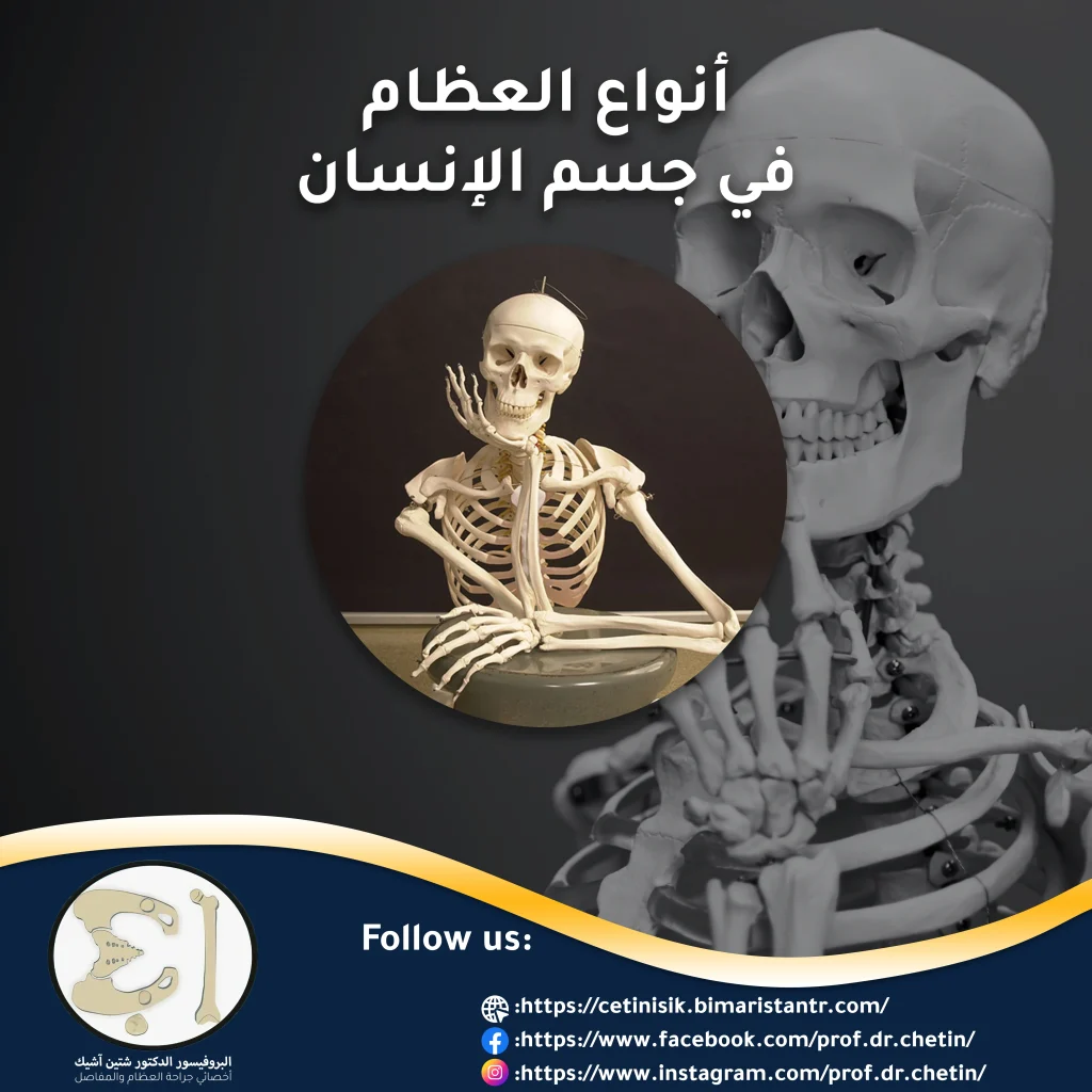 أنواع العظام في جسم الإنسان وفق عدة تصانيف