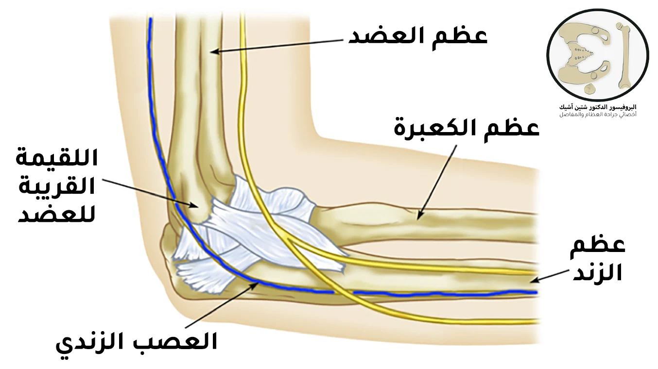 Image showing the structure of the elbow joint