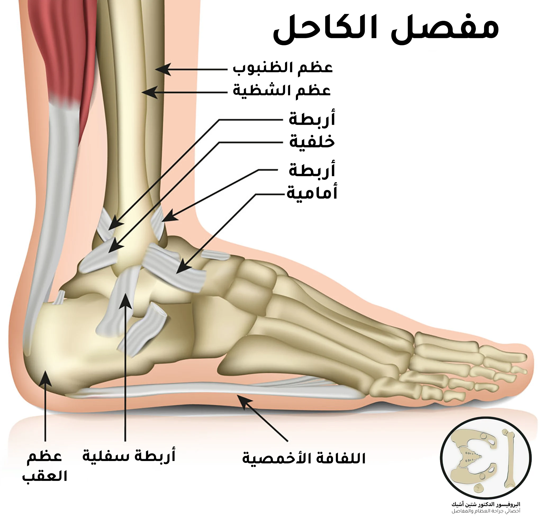 An image showing the joint of the foot