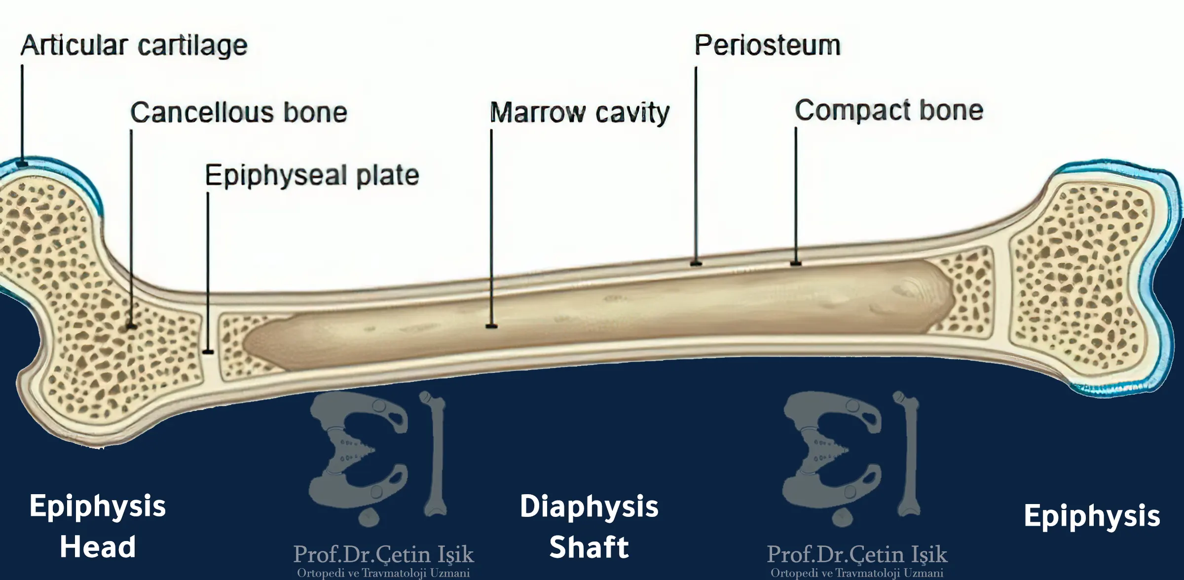 An image showing the normal bone structure