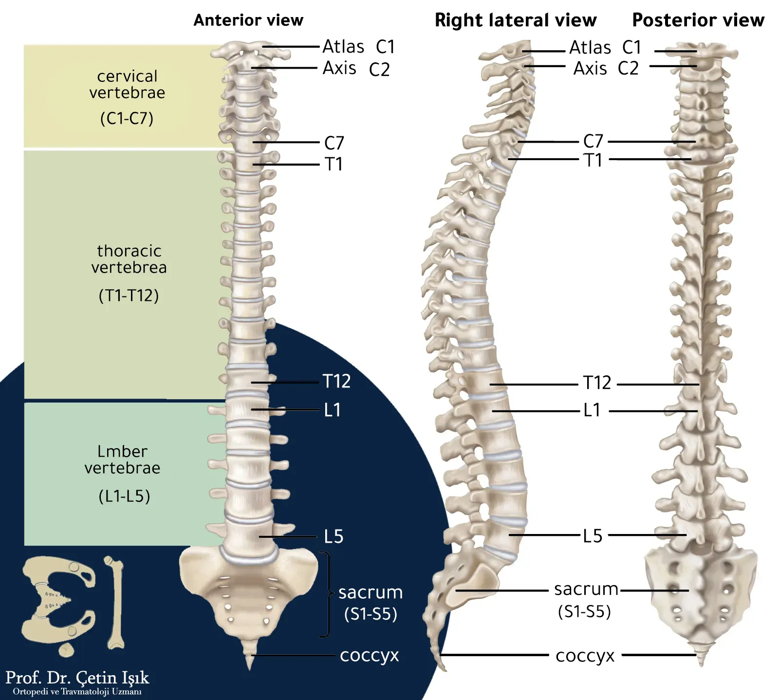 The picture shows the types of vertebrae, their number, and the cartilaginous discs located between the vertebrae