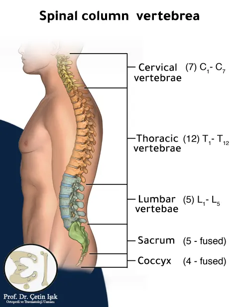 An image showing the sections of the spine and its main curves