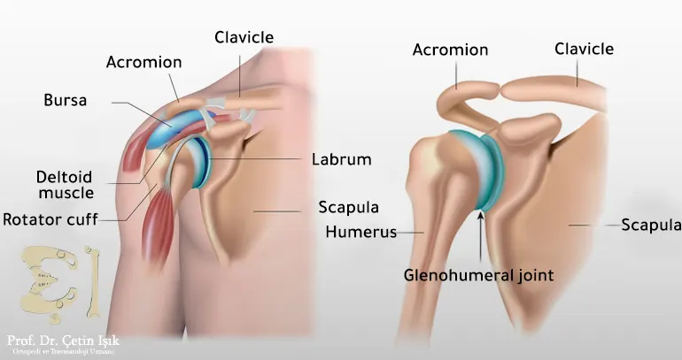 The normal structure of the shoulder joint