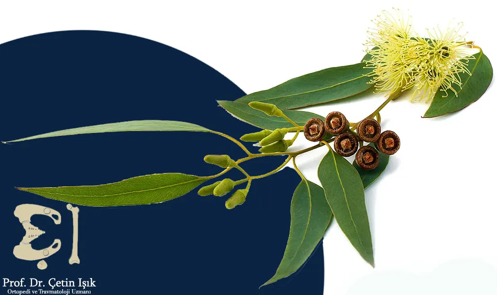 Eucalyptus for treating stiff joints with herbs