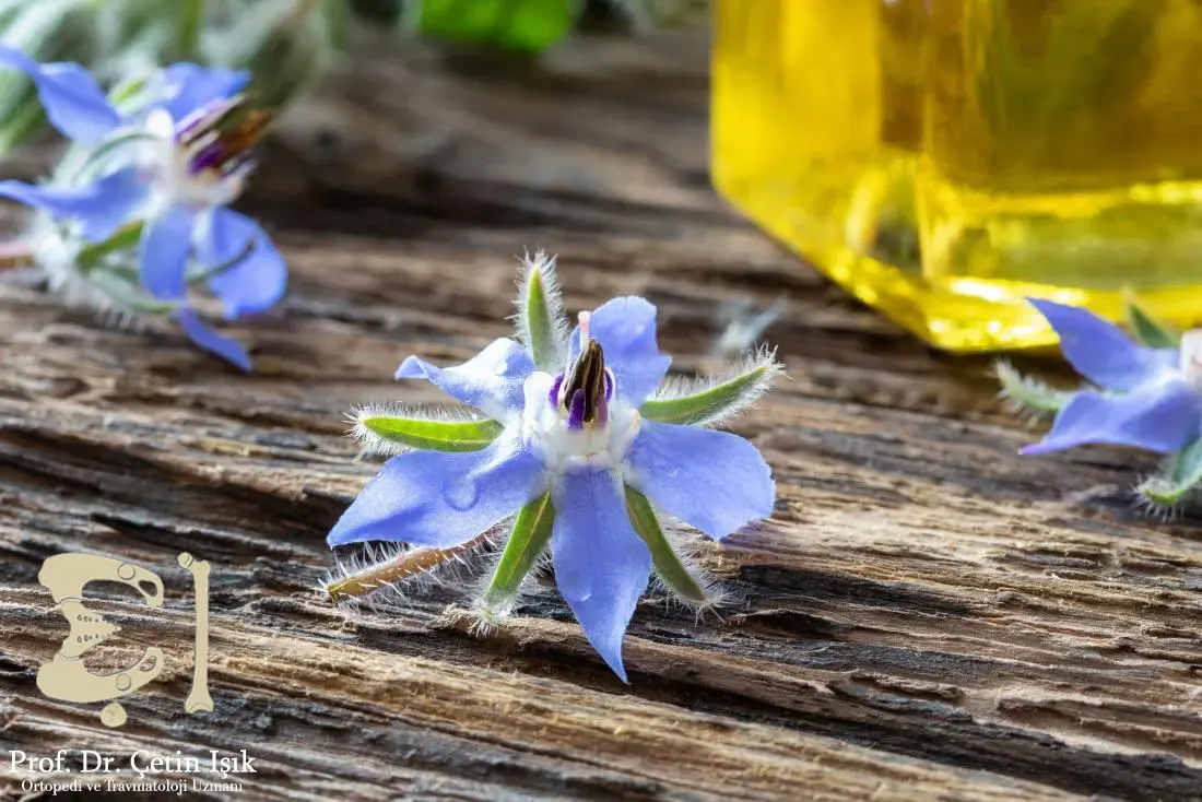 Image showing borage flower used to treat stiff joints with herbs