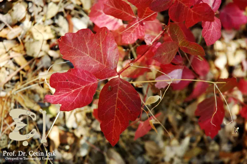 A picture showing the poison sumac plant