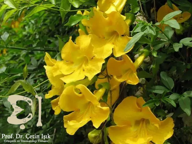 Photo showing cat's claw flowers