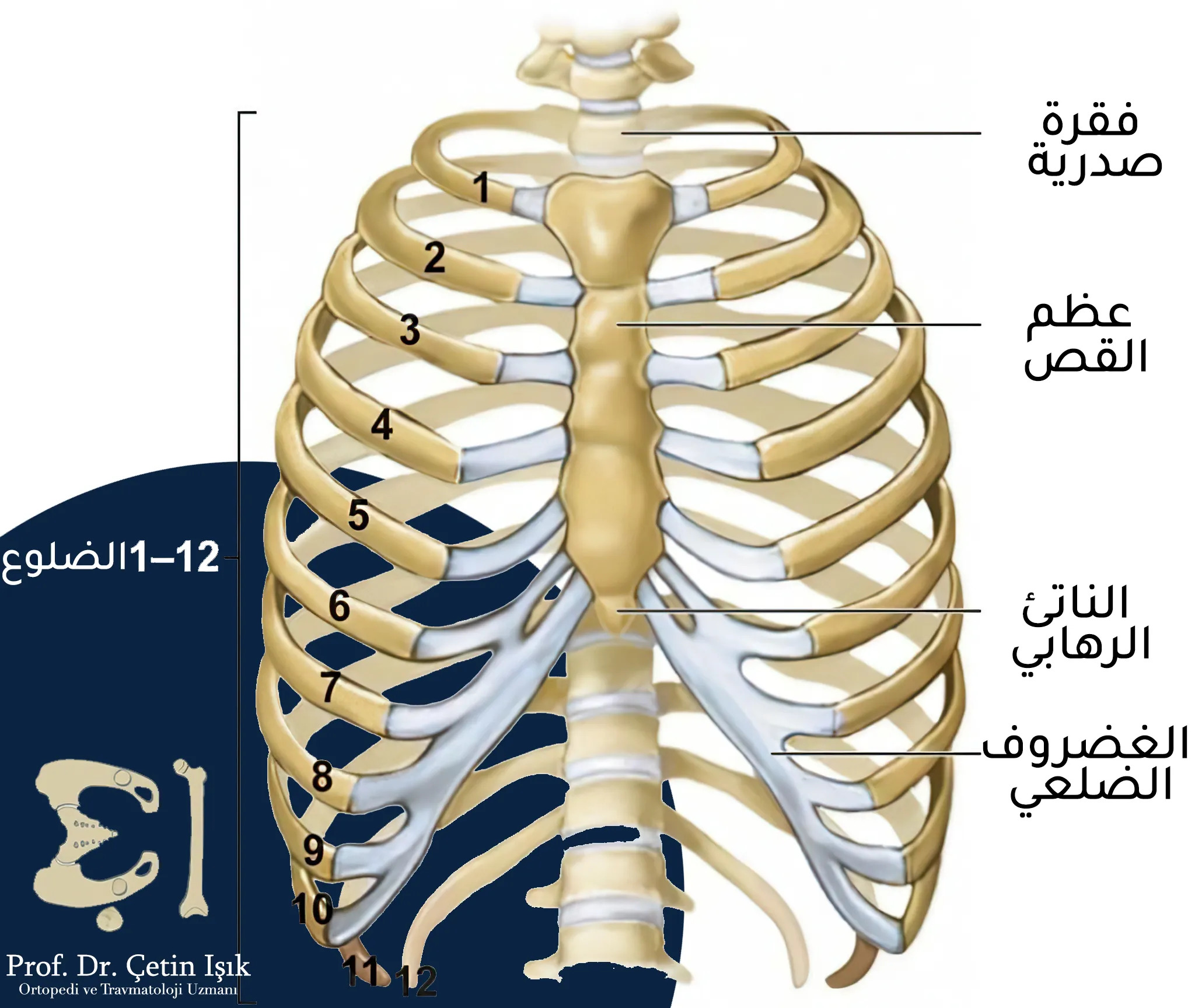 نلاحظ من الصورة أن القفص الصدري يتألف من عظم القص والفقرات الصدرية والأضلاع وهنالك 12 زوجاً من الأضلاع حيث تتصل الأضلاع السبعة الأولية بعظم القص مباشرة أما الأضلاع الثلاثة التالية فتتصل بشكل غير مباشر بعظم القص من خلال الغضاريف الضلعية وأخر ضلعان لا يتصلان بعظم القص