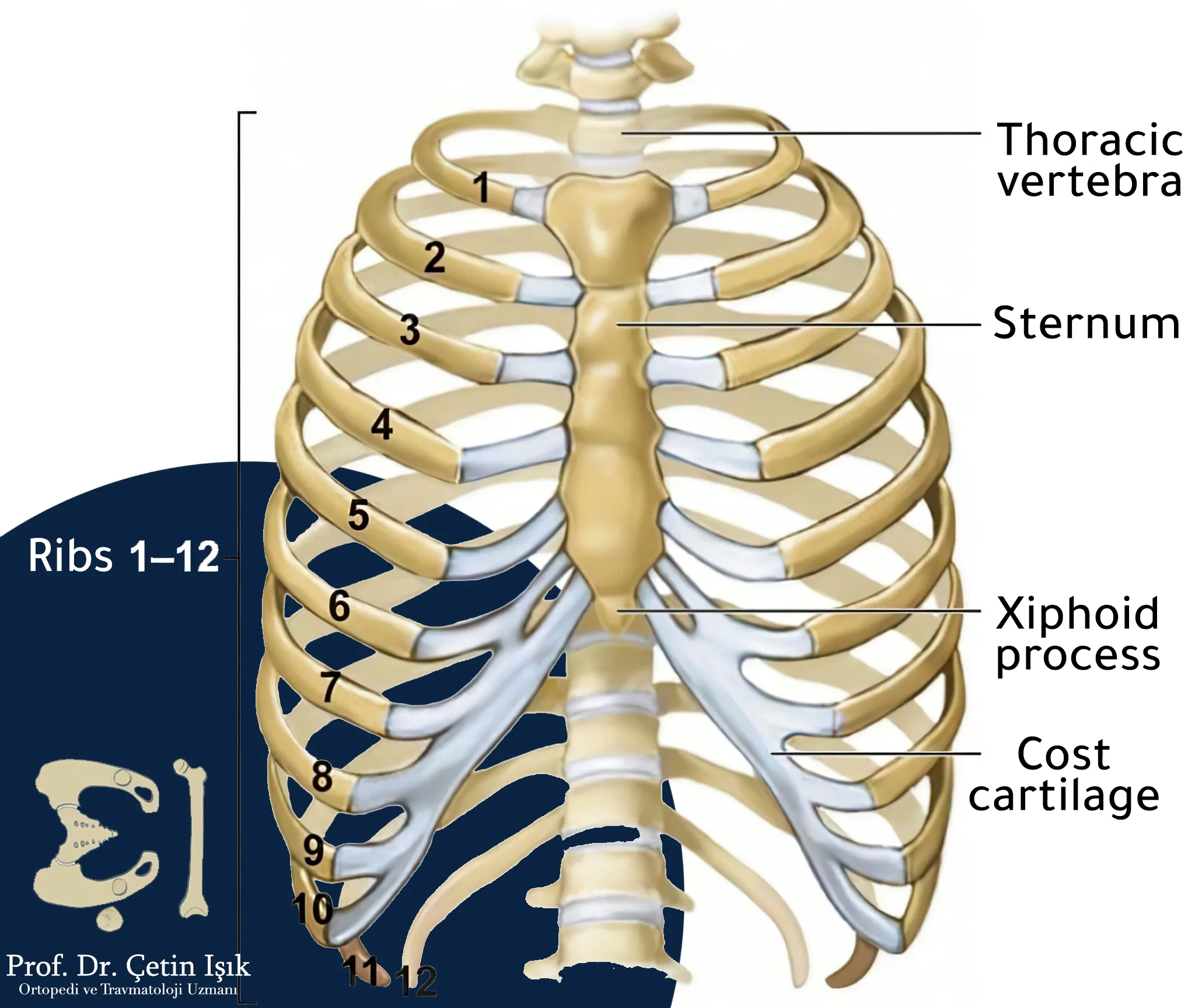 We notice from the picture that the rib cage consists of the sternum, thoracic vertebrae, and ribs, and there are 12 pairs of ribs, where the first seven ribs are connected to the sternum directly, while the next three ribs are connected indirectly to the sternum through the costal cartilages, and the last two ribs do not connect to the sternum
