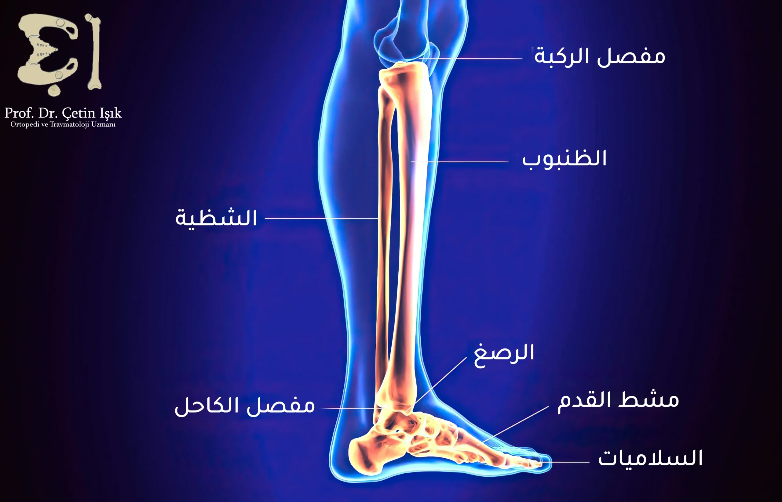 تتألف الساق من عظم الظنبوب وعظم الشظية حيث يتوضع أسفل عظمي الساق عظام الرصغ في مفصل الكاحل ويتوضع في أعلى عظمي الساق مفصل الركبة