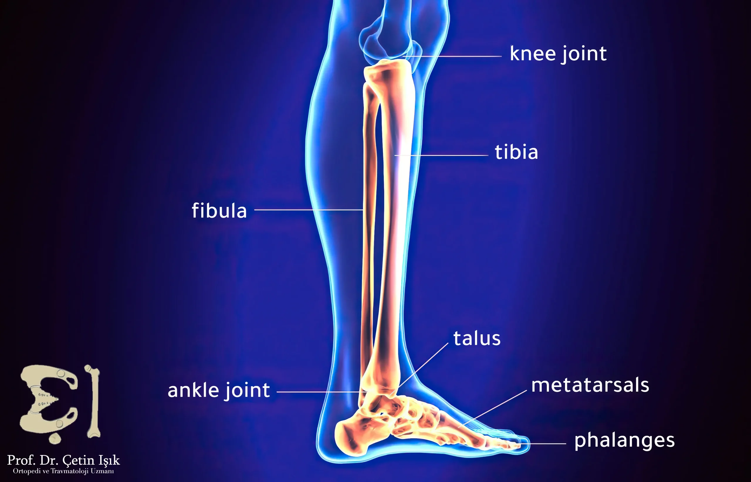 The leg consists of the tibia bone and the fibula bone, where the tarsal bones are located at the bottom of the shin bones in the ankle joint, and the knee joint is located at the top of the shin bones