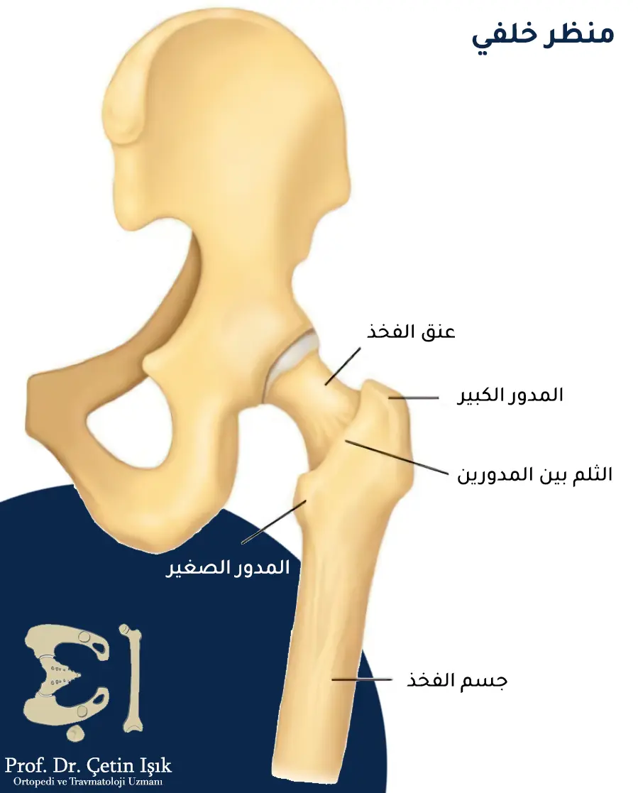 An image showing the hip joint, which consists of the head of the femur that resembles a ball that fits into the acetabular hollow of the hip bone. The neck of the femur is considered part of the hip joint because it is placed within the joint capsule.