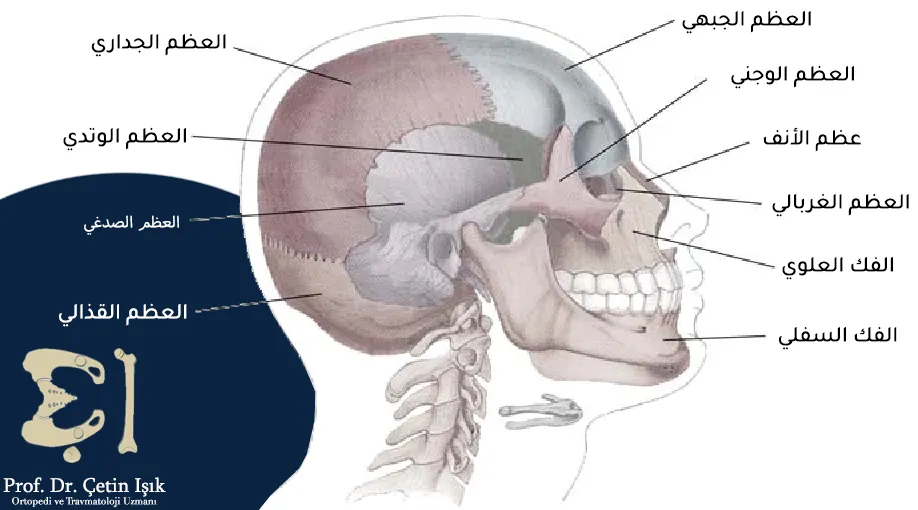 نلاحظ من الصورة أن عظام الجمجمة تقسم إلى عظام وجهية وعظام قحفية وهي القذالي والجداري والجبهي والصدغي والوتدي والغربالي 