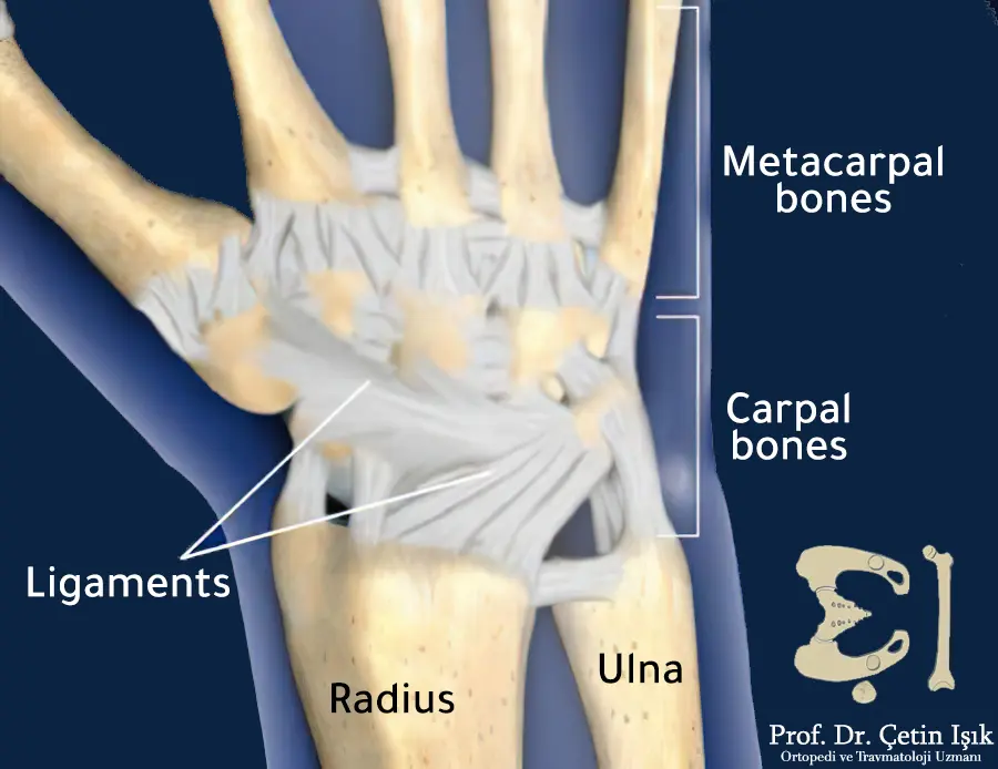 Wrist ligaments and joint components