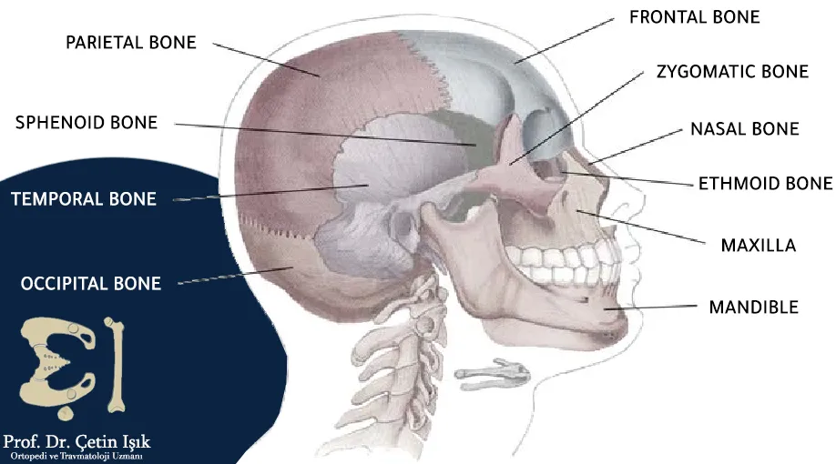 We notice from the picture that the bones of the skull are divided into facial bones and cranial bones, namely the occipital, parietal, frontal, temporal, sphenoid, and ethmoid 