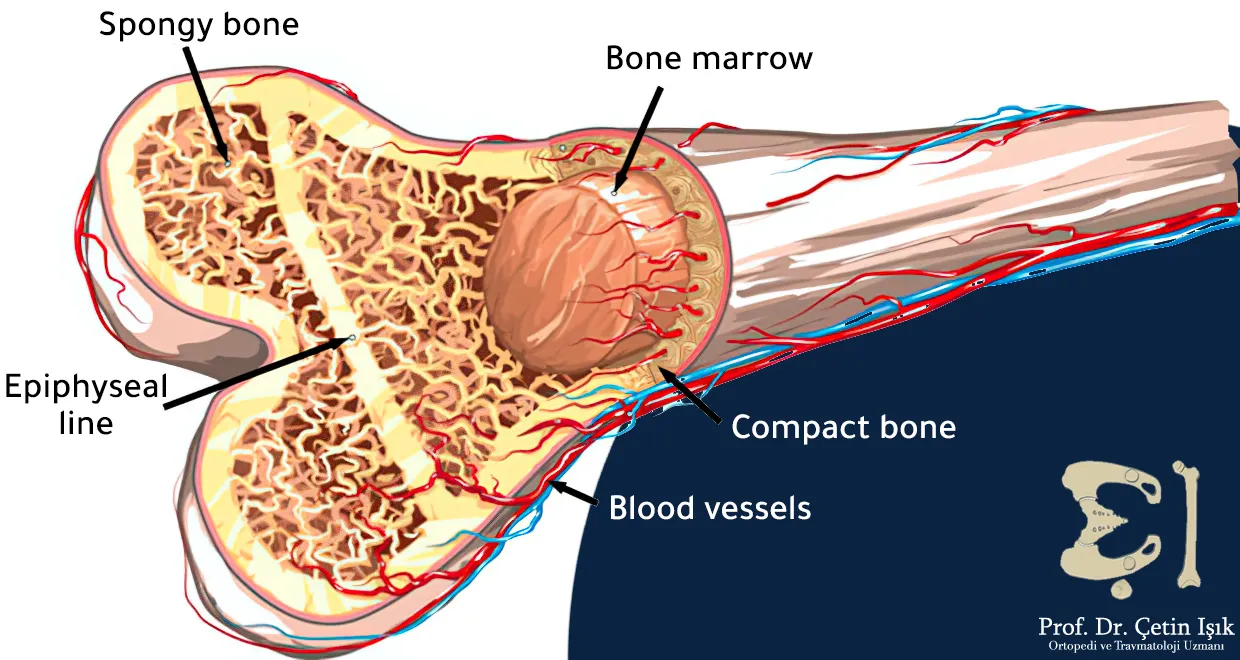 The bone consists from the outside to the inside of the periosteum - dense bone - spongy bone that may be filled with bone marrow