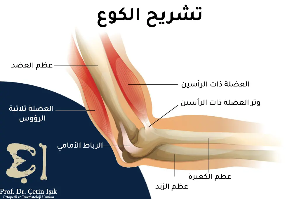 We notice from the picture that the elbow joint consists of the meeting of the humerus bone at the top with the radius and ulna bones at the bottom