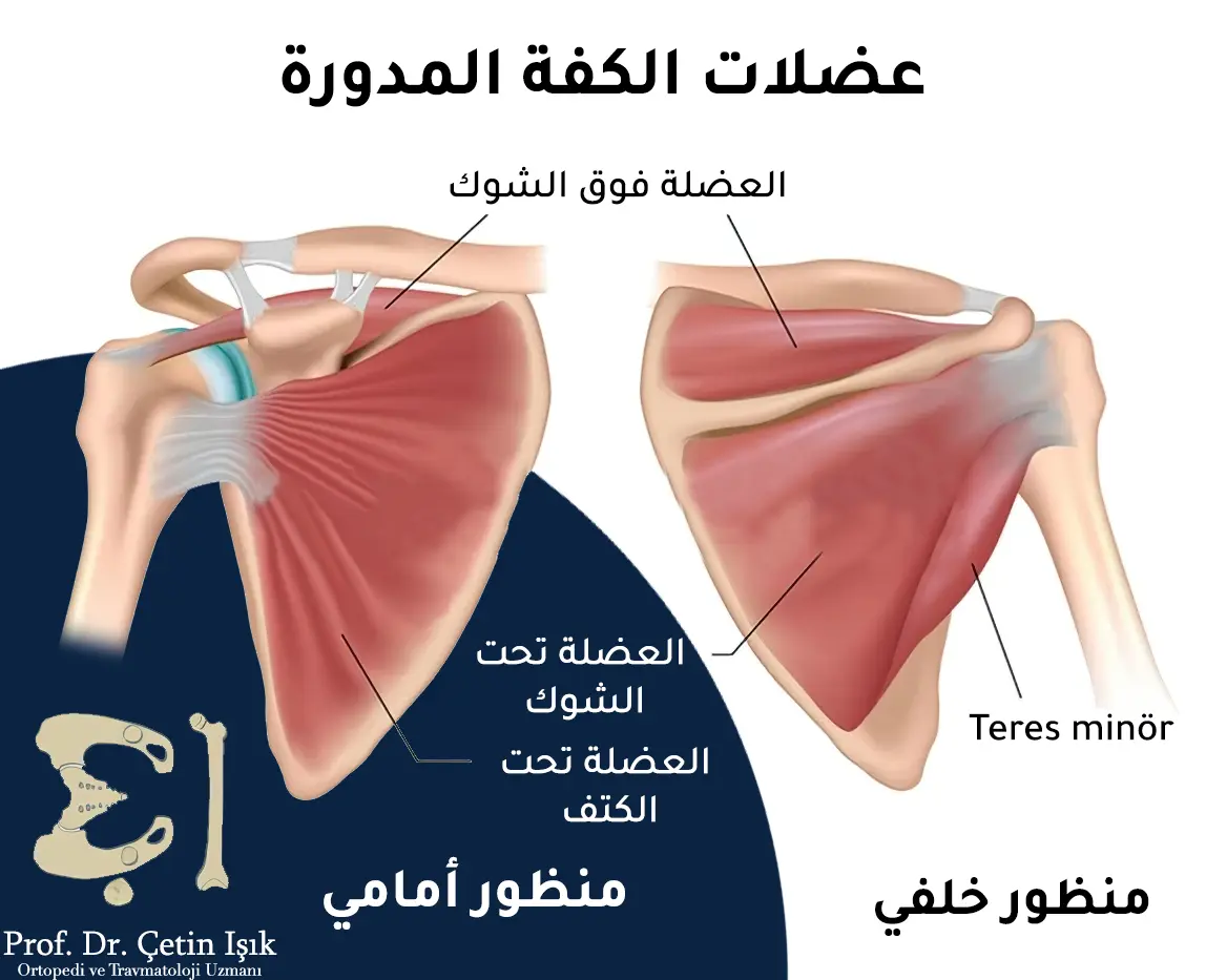 We notice from the picture the types and locations of the rotator cuff muscles, which are the supraspinatus muscle, the infraspinatus muscle, the subscapularis muscle, and the small teres muscle
