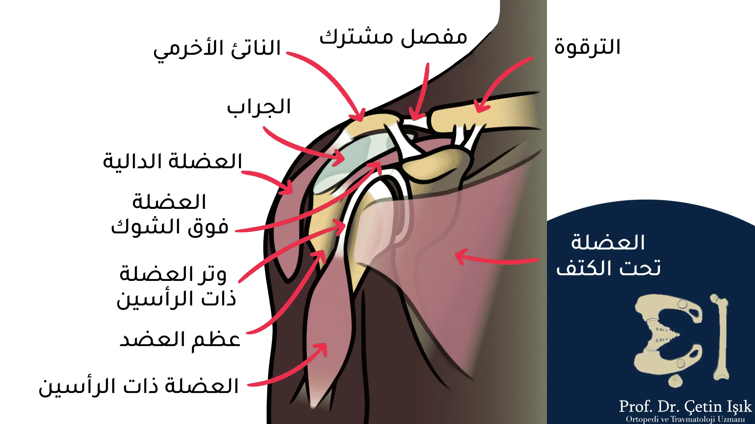We notice from the picture the muscles and tendons in the shoulder joint and how the biceps tendon is positioned
