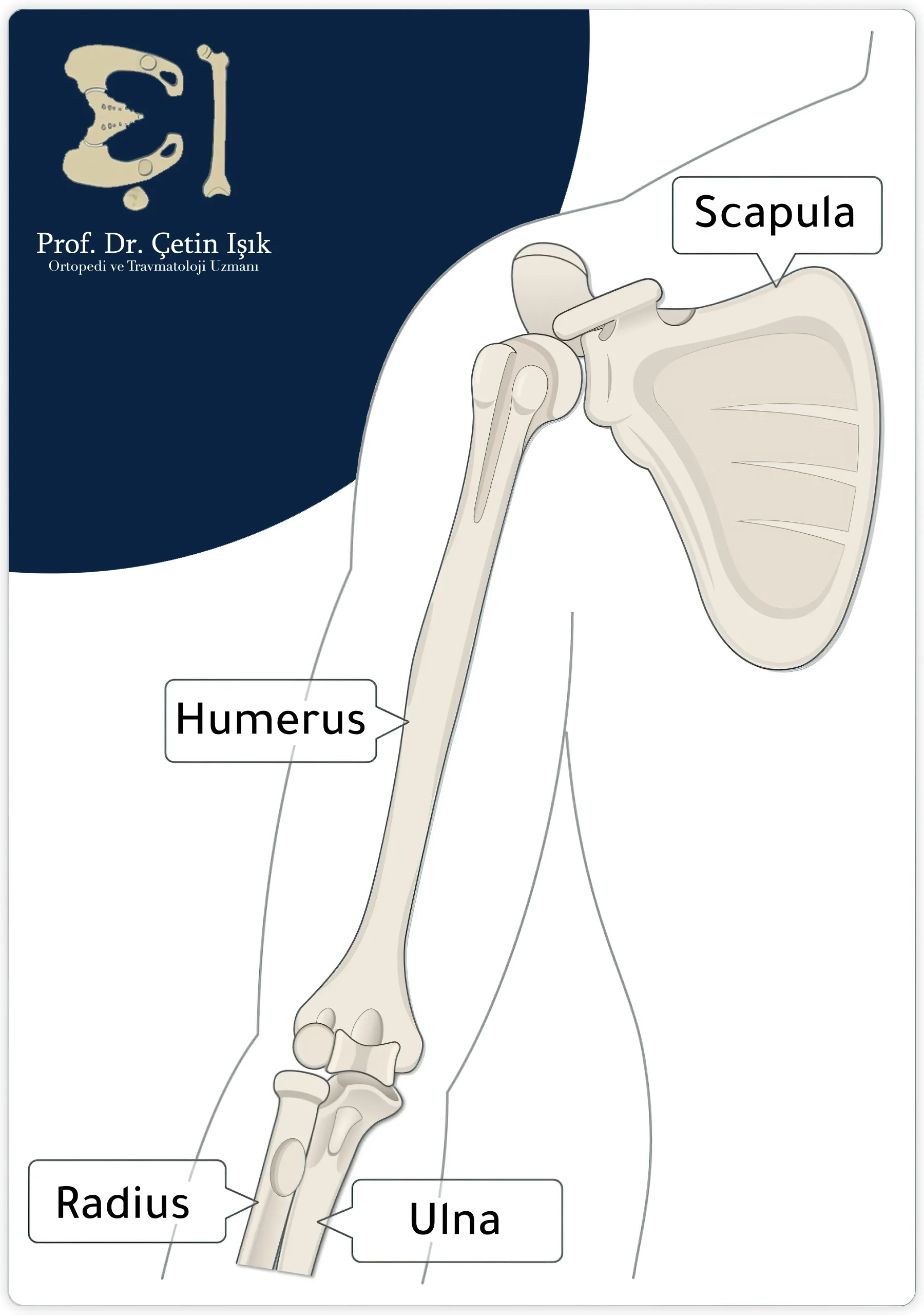 A picture shows the humerus's location in the body and places it between the scapula at the top and the radius and ulna at the bottom.