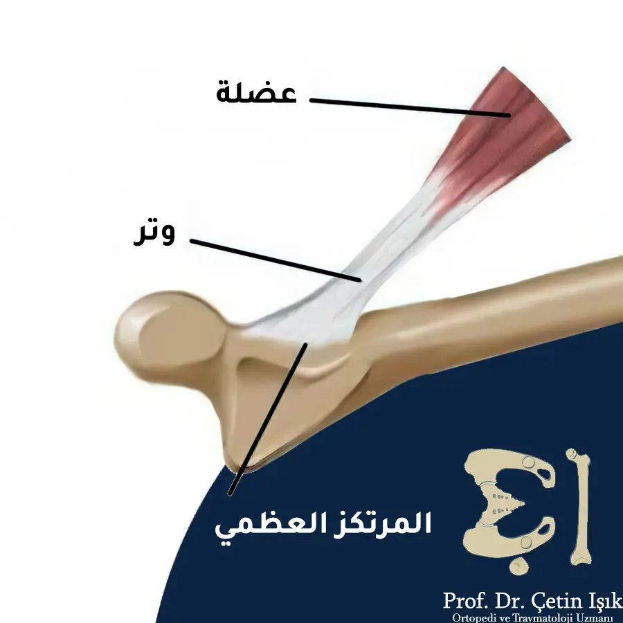 نلاحظ في الصورة ارتكاز وتر العضلة على العظم بما يسمى بالمرتكز العظمي