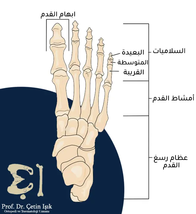 صورة توضح التشريح الطبييعي و مكونات القدم من السلاميات والأمشاط وعظام الرسغ 