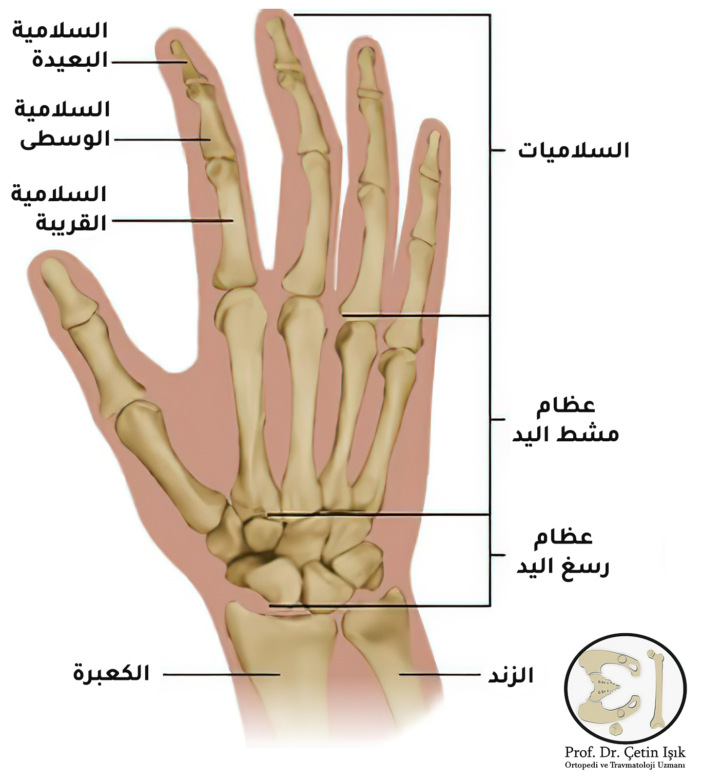 The components of the hand and fingers are the phalanges, metatarsals, and carpal bones