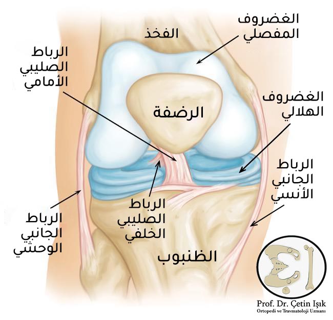Knee joint with pictures