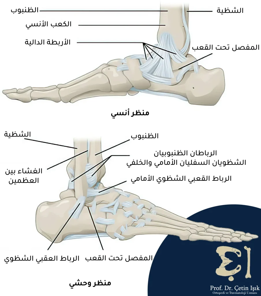  The ankle ligaments are the medial ligaments (deltoid ligaments), lateral ligaments, and syndesmotic ligaments.