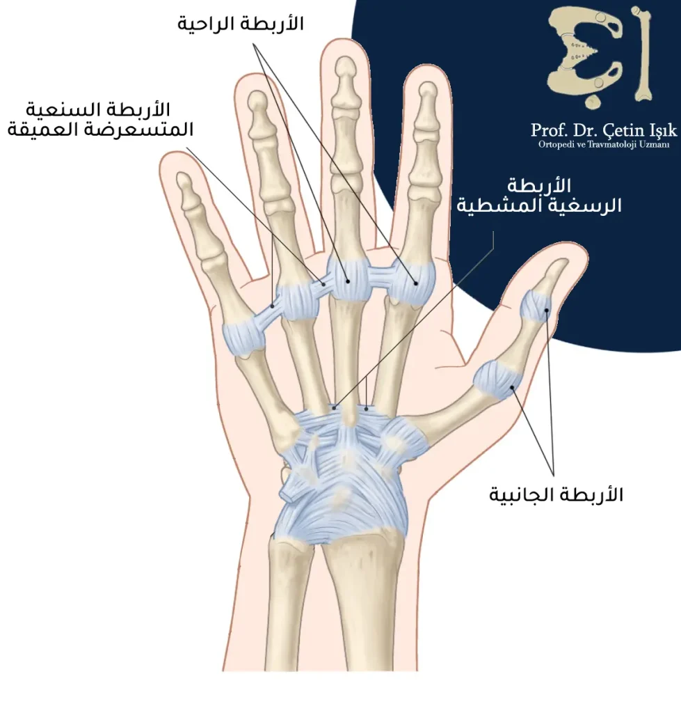 The ligaments of the hand are the collateral ligaments, the palmar ligaments, the tarsometatarsal ligaments, and the deep transverse ligaments.